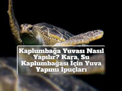 Kaplumbağa Yuvası Nasıl Yapılır? Kara, Su Kaplumbağası İçin Yuva Yapımı İpuçları