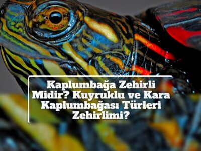 Kaplumbağa Zehirli Midir? Kuyruklu ve Kara Kaplumbağası Türleri Zehirlimi?