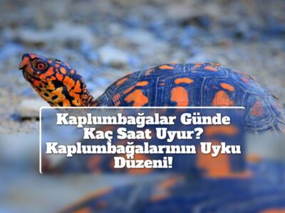 Kaplumbağalar Günde Kaç Saat Uyur? Kaplumbağalarının Uyku Düzeni!