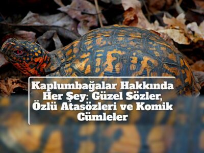 Kaplumbağalar Hakkında Her Şey: Güzel Sözler, Özlü Atasözleri ve Komik Cümleler