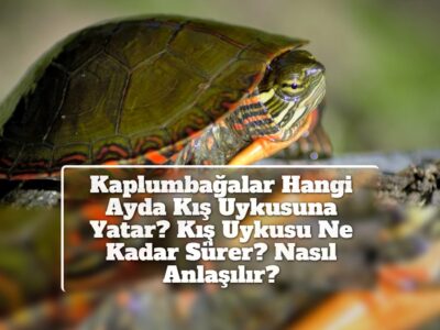 Kaplumbağalar Hangi Ayda Kış Uykusuna Yatar? Kış Uykusu Ne Kadar Sürer? Nasıl Anlaşılır?