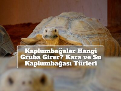 Kaplumbağalar Hangi Gruba Girer? Kara ve Su Kaplumbağası Türleri