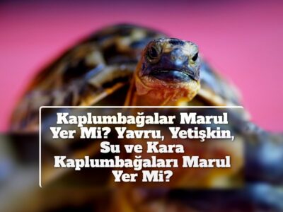 Kaplumbağalar Marul Yer Mi? Yavru, Yetişkin, Su ve Kara Kaplumbağaları Marul Yer Mi?