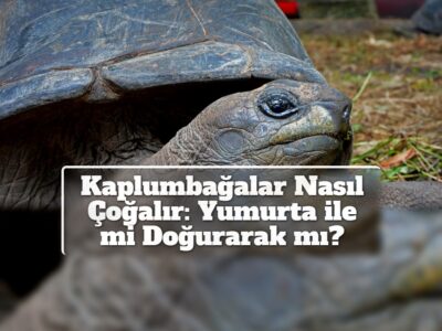 Kaplumbağalar Nasıl Çoğalır: Yumurta ile mi Doğurarak mı?