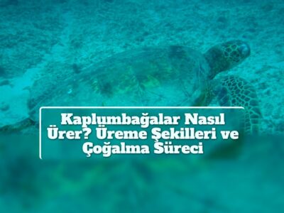 Kaplumbağalar Nasıl Ürer? Üreme Şekilleri ve Çoğalma Süreci