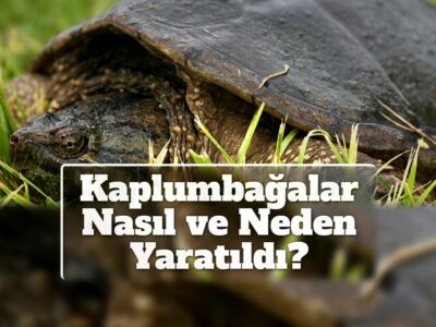 Kaplumbağalar Nasıl ve Neden Yaratıldı?