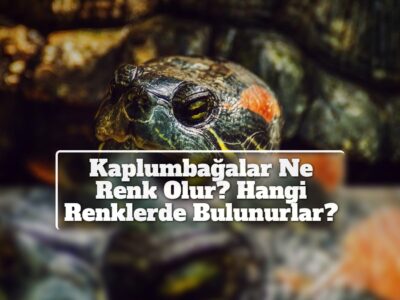 Kaplumbağalar Ne Renk Olur? Hangi Renklerde Bulunurlar?