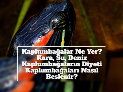 Kaplumbağalar Ne Yer? Kara, Su, Deniz Kaplumbağaların Diyeti Kaplumbağaları Nasıl Beslenir?