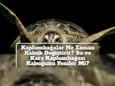 Kaplumbağalar Ne Zaman Kabuk Değiştirir? Su ve Kara Kaplumbağası Kabuğunu Yeniler Mi?