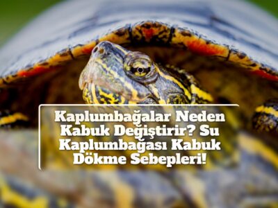 Kaplumbağalar Neden Kabuk Değiştirir? Su Kaplumbağası Kabuk Dökme Sebepleri!