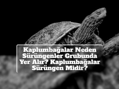 Kaplumbağalar Neden Sürüngenler Grubunda Yer Alır? Kaplumbağalar Sürüngen Midir?
