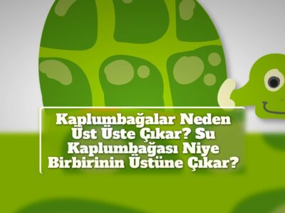 Kaplumbağalar Neden Üst Üste Çıkar? Su Kaplumbağası Niye Birbirinin Üstüne Çıkar?