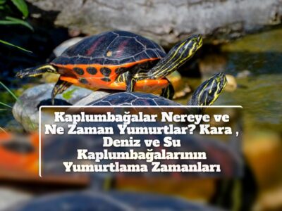 Kaplumbağalar Nereye ve Ne Zaman Yumurtlar? Kara , Deniz ve Su Kaplumbağalarının Yumurtlama Zamanları