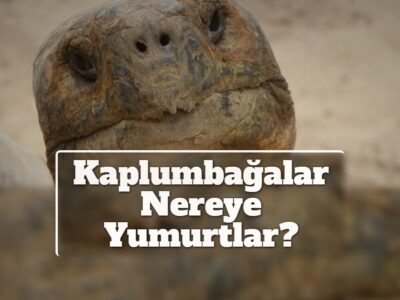 Kaplumbağalar Nereye Yumurtlar?