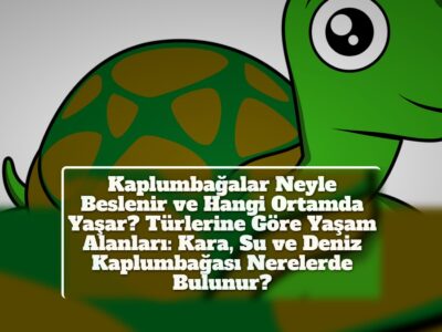 Kaplumbağalar Neyle Beslenir ve Hangi Ortamda Yaşar? Türlerine Göre Yaşam Alanları: Kara, Su ve Deniz Kaplumbağası Nerelerde Bulunur?