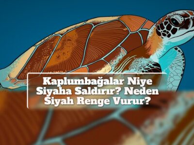 Kaplumbağalar Niye Siyaha Saldırır? Neden Siyah Renge Vurur?