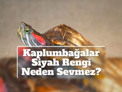 Kaplumbağalar Siyah Rengi Neden Sevmez?