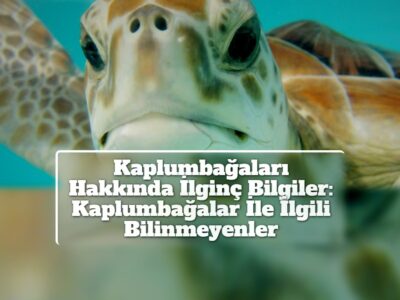 Kaplumbağaları Hakkında İlginç Bilgiler: Kaplumbağalar İle İlgili Bilinmeyenler