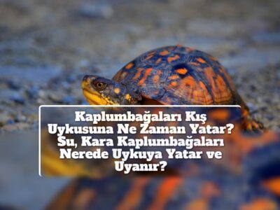 Kaplumbağaları Kış Uykusuna Ne Zaman Yatar? Su, Kara Kaplumbağaları Nerede Uykuya Yatar ve Uyanır?