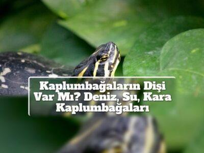 Kaplumbağaların Dişi Var Mı? Deniz, Su, Kara Kaplumbağaları