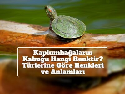 Kaplumbağaların Kabuğu Hangi Renktir? Türlerine Göre Renkleri ve Anlamları