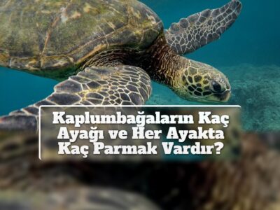 Kaplumbağaların Kaç Ayağı ve Her Ayakta Kaç Parmak Vardır?