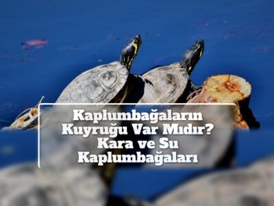 Kaplumbağaların Kuyruğu Var Mıdır? Kara ve Su Kaplumbağaları