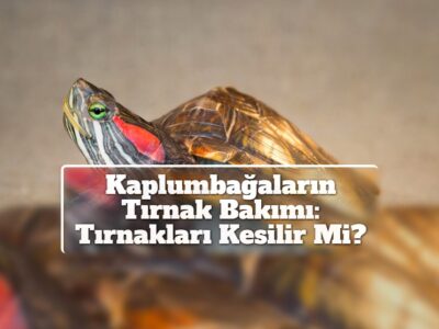 Kaplumbağaların Tırnak Bakımı: Tırnakları Kesilir Mi?