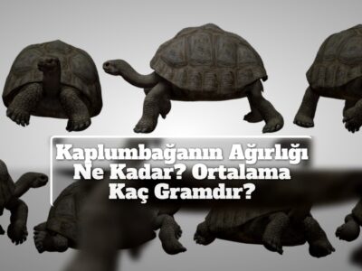 Kaplumbağanın Ağırlığı Ne Kadar? Ortalama Kaç Gramdır?