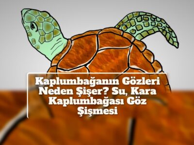 Kaplumbağanın Gözleri Neden Şişer? Su, Kara Kaplumbağası Göz Şişmesi