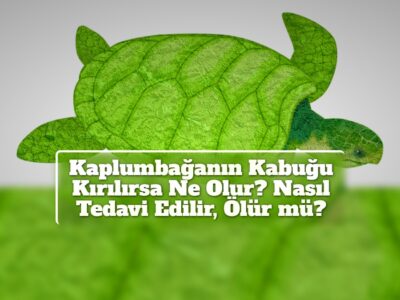 Kaplumbağanın Kabuğu Kırılırsa Ne Olur? Nasıl Tedavi Edilir, Ölür mü?