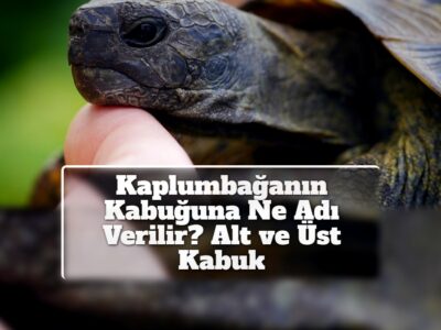 Kaplumbağanın Kabuğuna Ne Adı Verilir? Alt ve Üst Kabuk