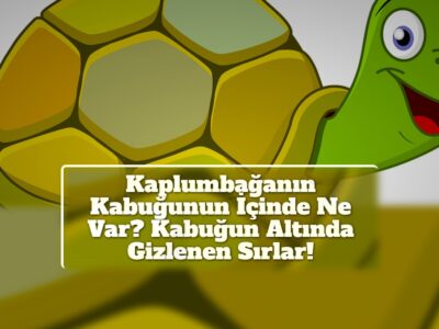 Kaplumbağanın Kabuğunun İçinde Ne Var? Kabuğun Altında Gizlenen Sırlar!