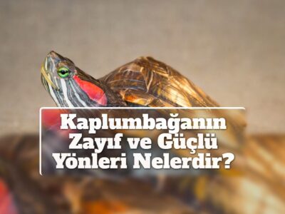 Kaplumbağanın Zayıf ve Güçlü Yönleri Nelerdir?