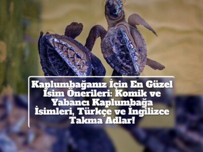 Kaplumbağanız İçin En Güzel İsim Önerileri: Komik ve Yabancı Kaplumbağa İsimleri, Türkçe ve İngilizce Takma Adlar!