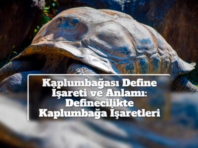 Kaplumbağası Define İşareti ve Anlamı: Definecilikte Kaplumbağa İşaretleri