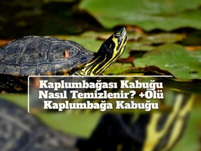 Kaplumbağası Kabuğu Nasıl Temizlenir? +Ölü Kaplumbağa Kabuğu