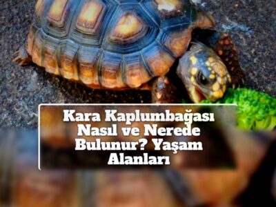 Kara Kaplumbağası Nasıl ve Nerede Bulunur? Yaşam Alanları