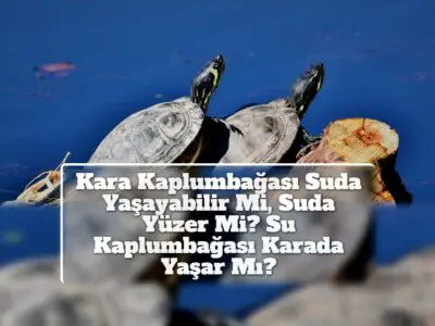 Kara Kaplumbağası Suda Yaşayabilir Mi, Suda Yüzer Mi? Su Kaplumbağası Karada Yaşar Mı?