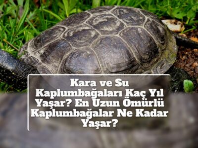 Kara ve Su Kaplumbağaları Kaç Yıl Yaşar? En Uzun Ömürlü Kaplumbağalar Ne Kadar Yaşar?