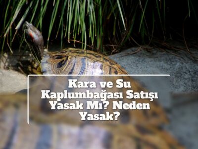 Kara ve Su Kaplumbağası Satışı Yasak Mı? Neden Yasak?