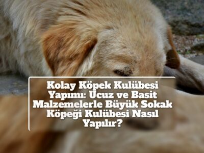 Kolay Köpek Kulübesi Yapımı: Ucuz ve Basit Malzemelerle Büyük Sokak Köpeği Kulübesi Nasıl Yapılır?