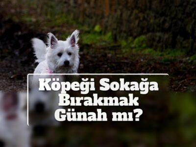 Köpeği Sokağa Bırakmak Günah mı?