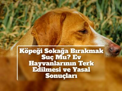 Köpeği Sokağa Bırakmak Suç Mu? Ev Hayvanlarının Terk Edilmesi ve Yasal Sonuçları