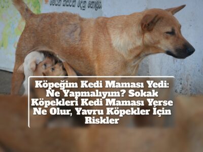 Köpeğim Kedi Maması Yedi: Ne Yapmalıyım? Sokak Köpekleri Kedi Maması Yerse Ne Olur, Yavru Köpekler İçin Riskler