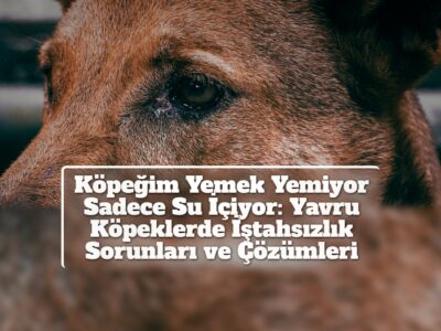 Köpeğim Yemek Yemiyor Sadece Su İçiyor: Yavru Köpeklerde İştahsızlık Sorunları ve Çözümleri