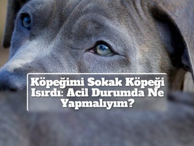 Köpeğimi Sokak Köpeği Isırdı: Acil Durumda Ne Yapmalıyım?