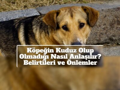 Köpeğin Kuduz Olup Olmadığı Nasıl Anlaşılır? Belirtileri ve Önlemler