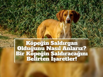 Köpeğin Saldırgan Olduğunu Nasıl Anlarız? Bir Köpeğin Saldıracağını Belirten İşaretler!