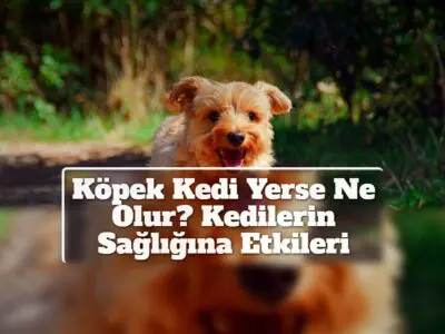 Köpek Kedi Yerse Ne Olur? Kedilerin Sağlığına Etkileri